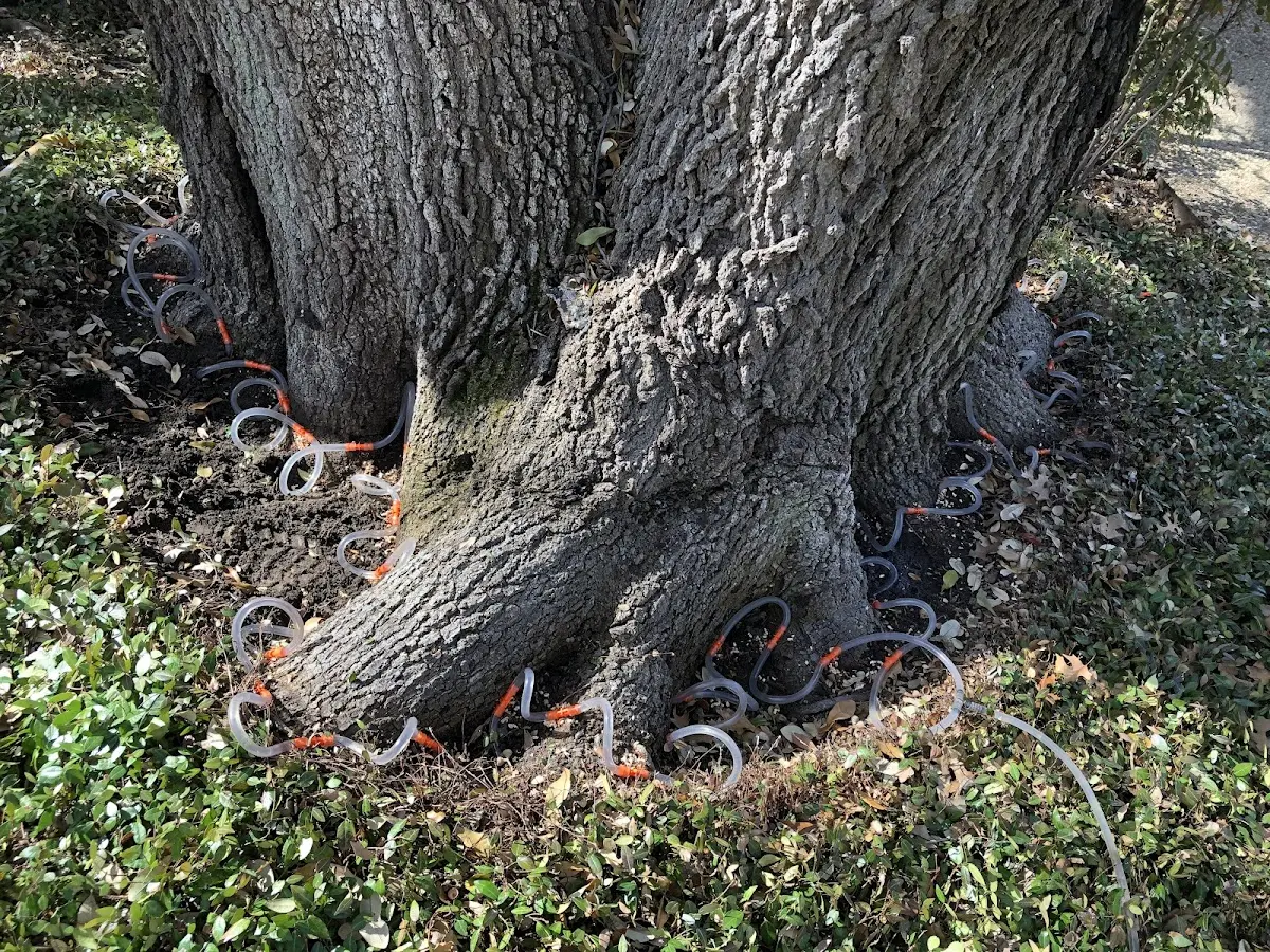 Detailed Tree Cabling and Bracing job site in Mattapoisett