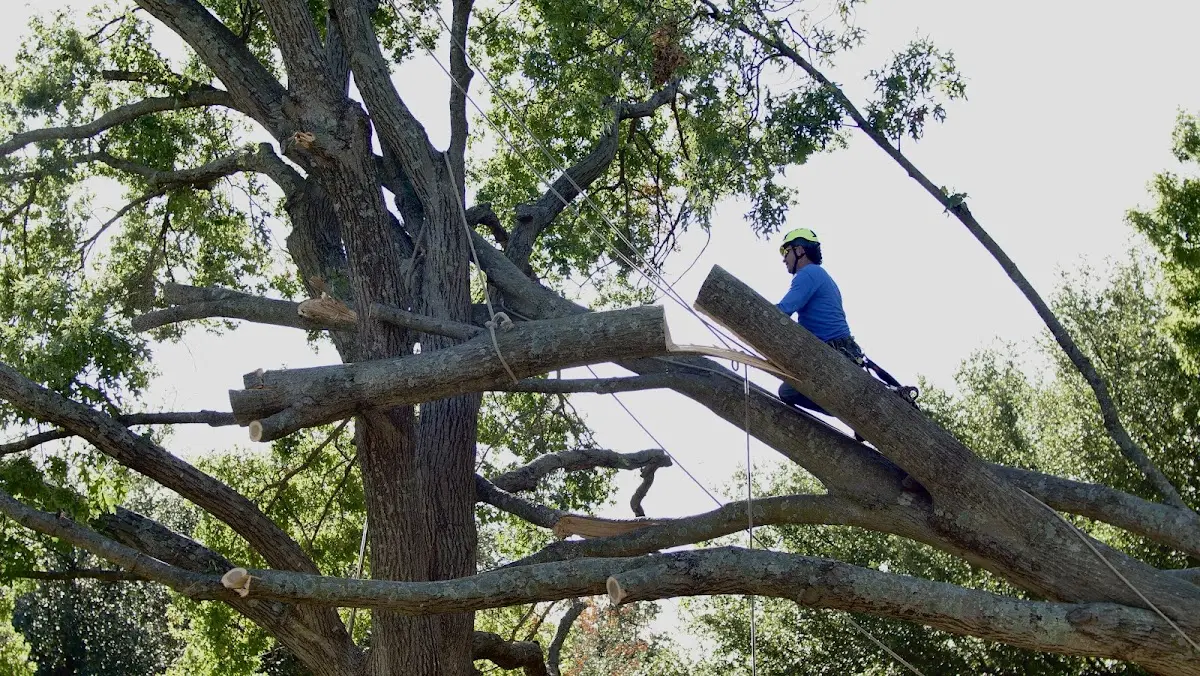 Professional Crown Thinning performed by certified arborists in Mattapoisett