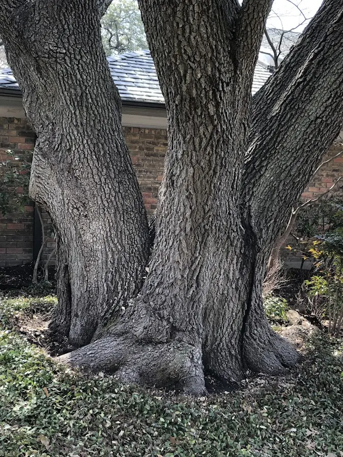 Mature heritage tree close to a Mattapoisett property cared for by certified arborists